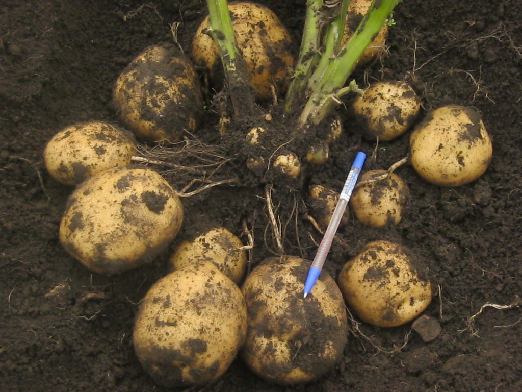 Пробна копка картоплі