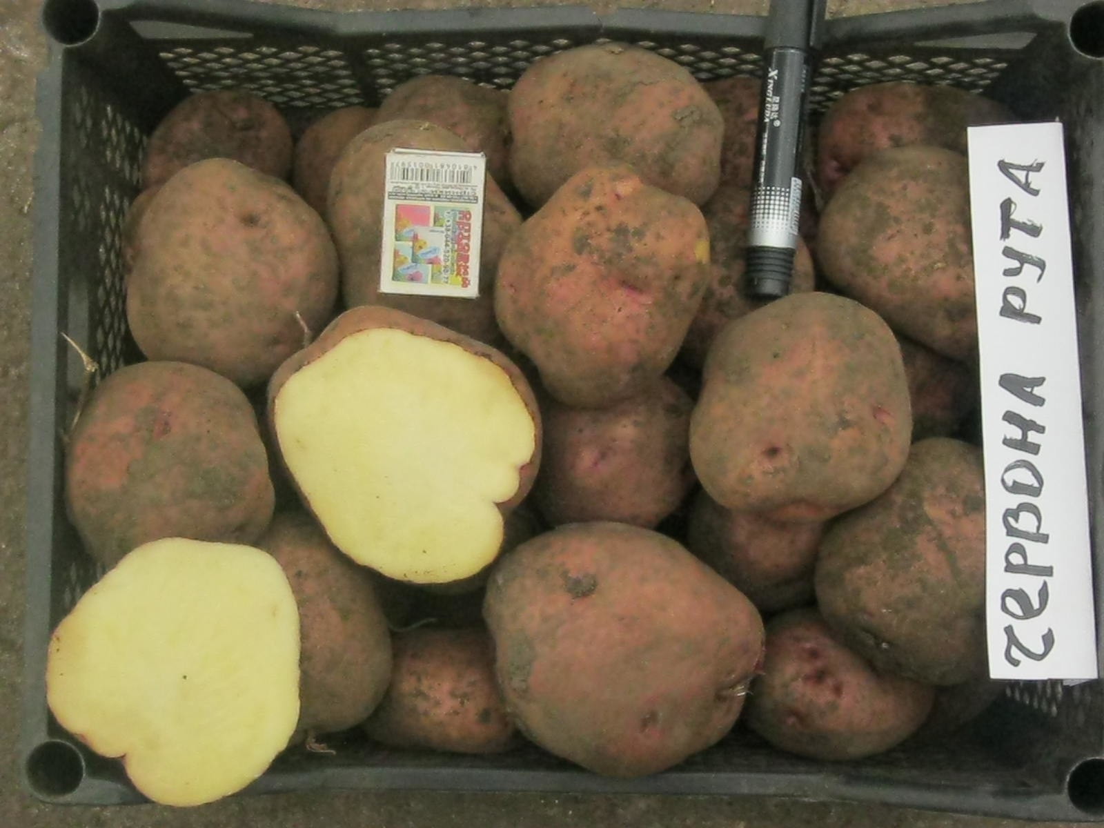 Урожайные сорта картофеля для средней. Червона рута картофель. Картофель сорт Репанка. Сорт картофеля кубанка. Сорт картофеля Ароза.