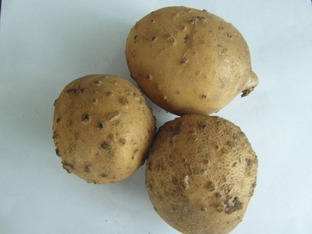 4. Посадка картоплі