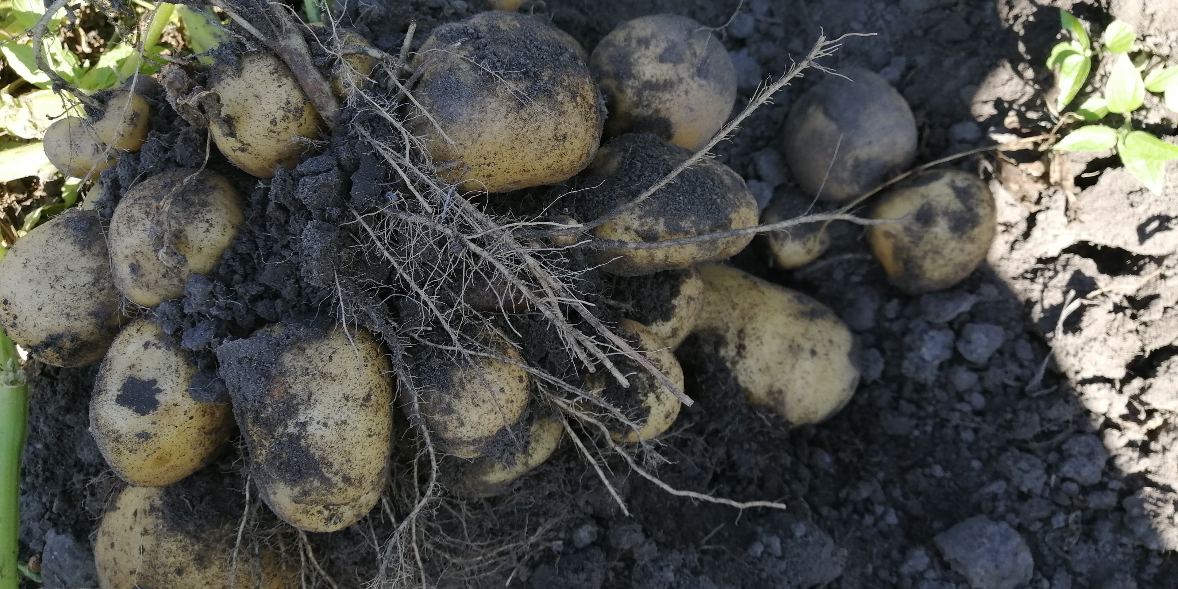 Пробна копка картоплі